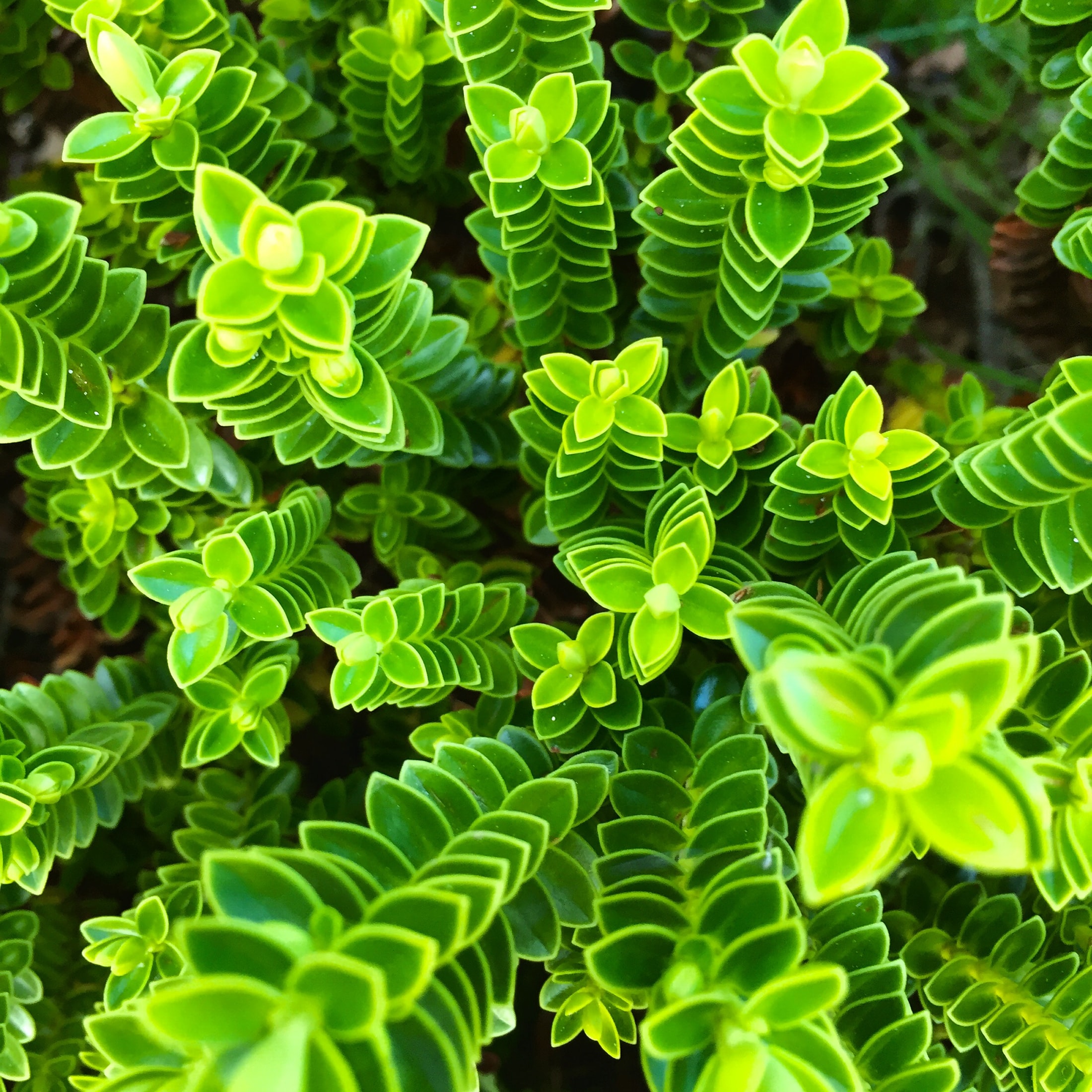 Green plants growing upward